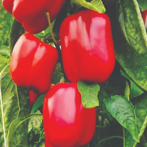 F1 Hybrid Capsicum Red Chip Blocky seed variety